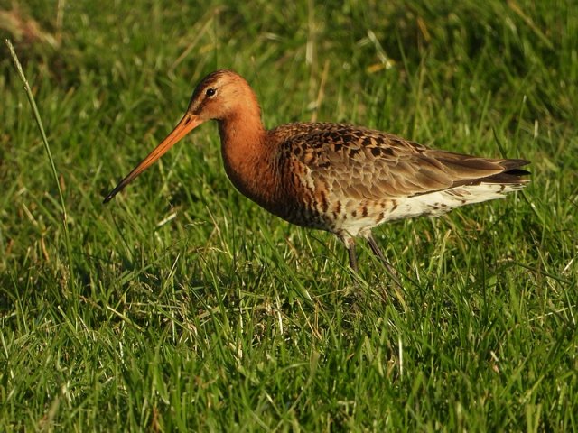 gruttomanalblasserwaard18052020 2